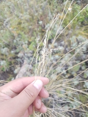 Festuca sibirica