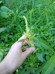 Amaranthus tuberculatus