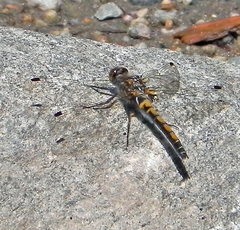 Leucorrhinia borealis