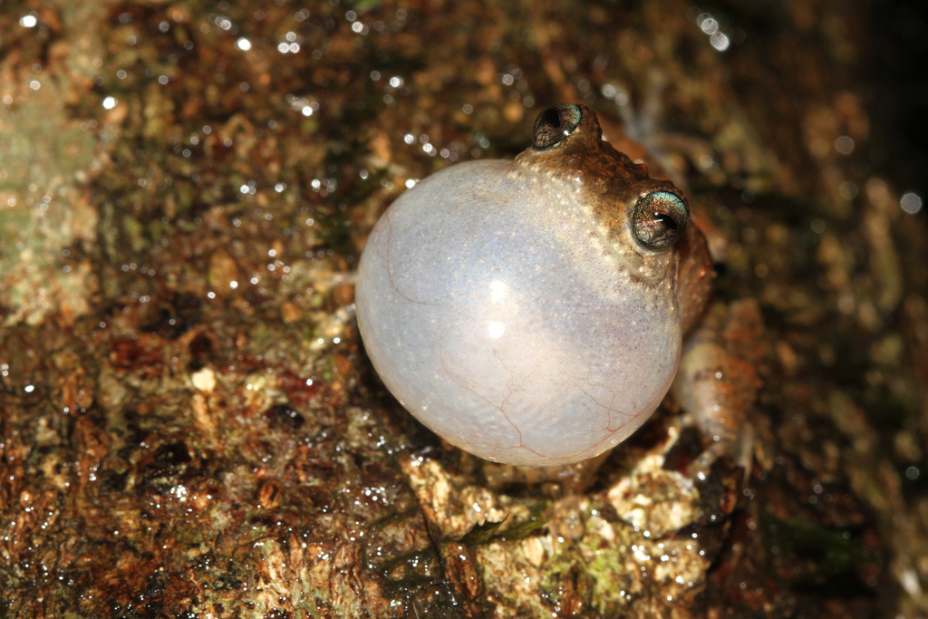 Ponmudi Bush Frog