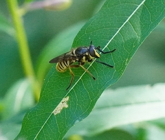 Sphecomyia cryptica