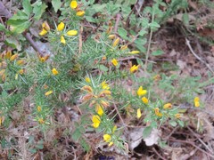 Ulex gallii