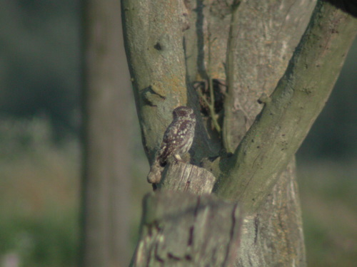 View observation of {o.common_name} on iNaturalist
