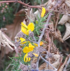 Ulex gallii