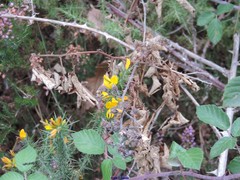 Ulex gallii