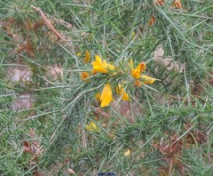 Ulex gallii