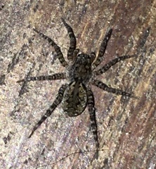 Paratrochosina amica