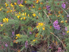 Ulex gallii