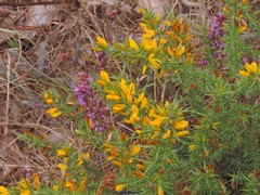 Ulex gallii
