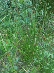 Juncus falcatus sitchensis