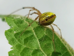 Tylorida striata