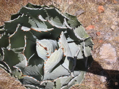 Agave guadalajarana