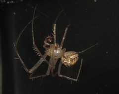 Mimetidae