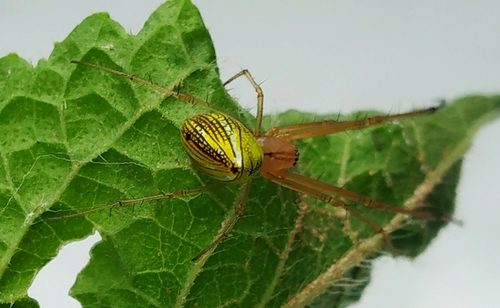 Striated Tylorida