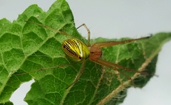 Tylorida striata