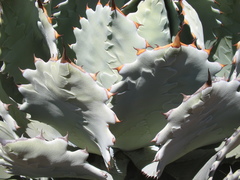 Agave guadalajarana