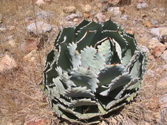 Agave guadalajarana