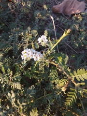 Heliotropium hirsutissimum