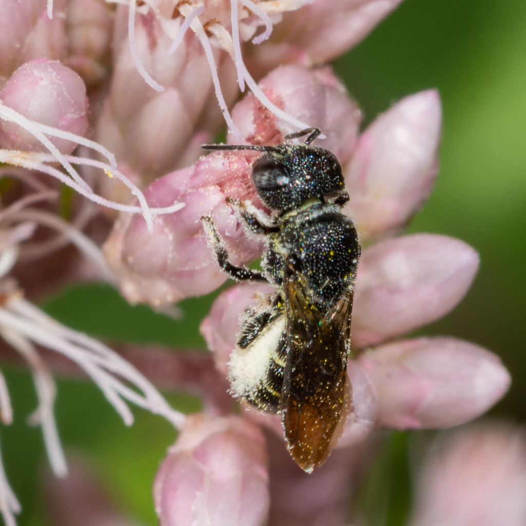 Leavitt's Armored-Resin bee