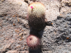 Mammillaria jaliscana jaliscana