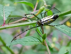 Leucauge decorata