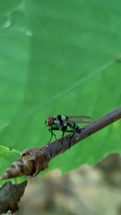 Anthomyia pluvialis