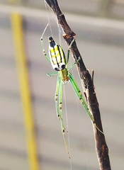 Leucauge decorata