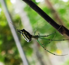 Leucauge decorata