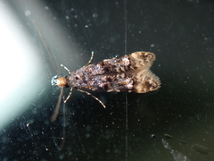 Stenoptinea cyaneimarmorella