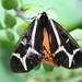 Northern Giant Flag Moth - Photo (c) Octavio Ramirez, some rights reserved (CC BY-NC), uploaded by Octavio Ramirez