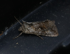 Syngrapha interrogationis