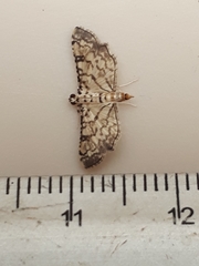Hileithia approprialis