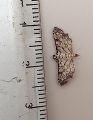 Hileithia approprialis