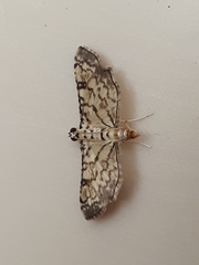 Hileithia approprialis