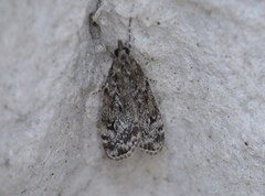 Eudonia truncicolella