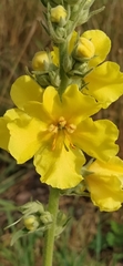 Verbascum phlomoides