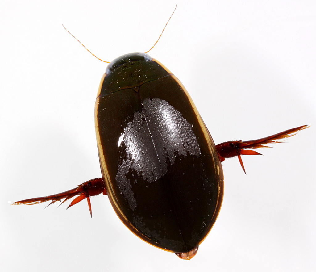 Cybistrinae