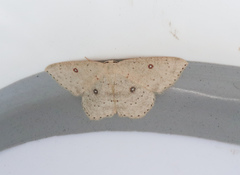 Cyclophora albipunctata