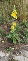 Verbascum phlomoides