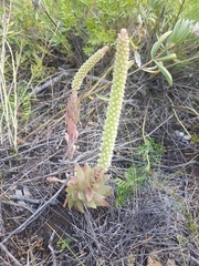 Orostachys malacophylla