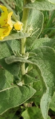 Verbascum phlomoides