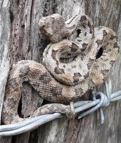 Photo of a Dunn's Hognose Viper (Porthidium dunni)