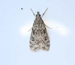 Eudonia truncicolella