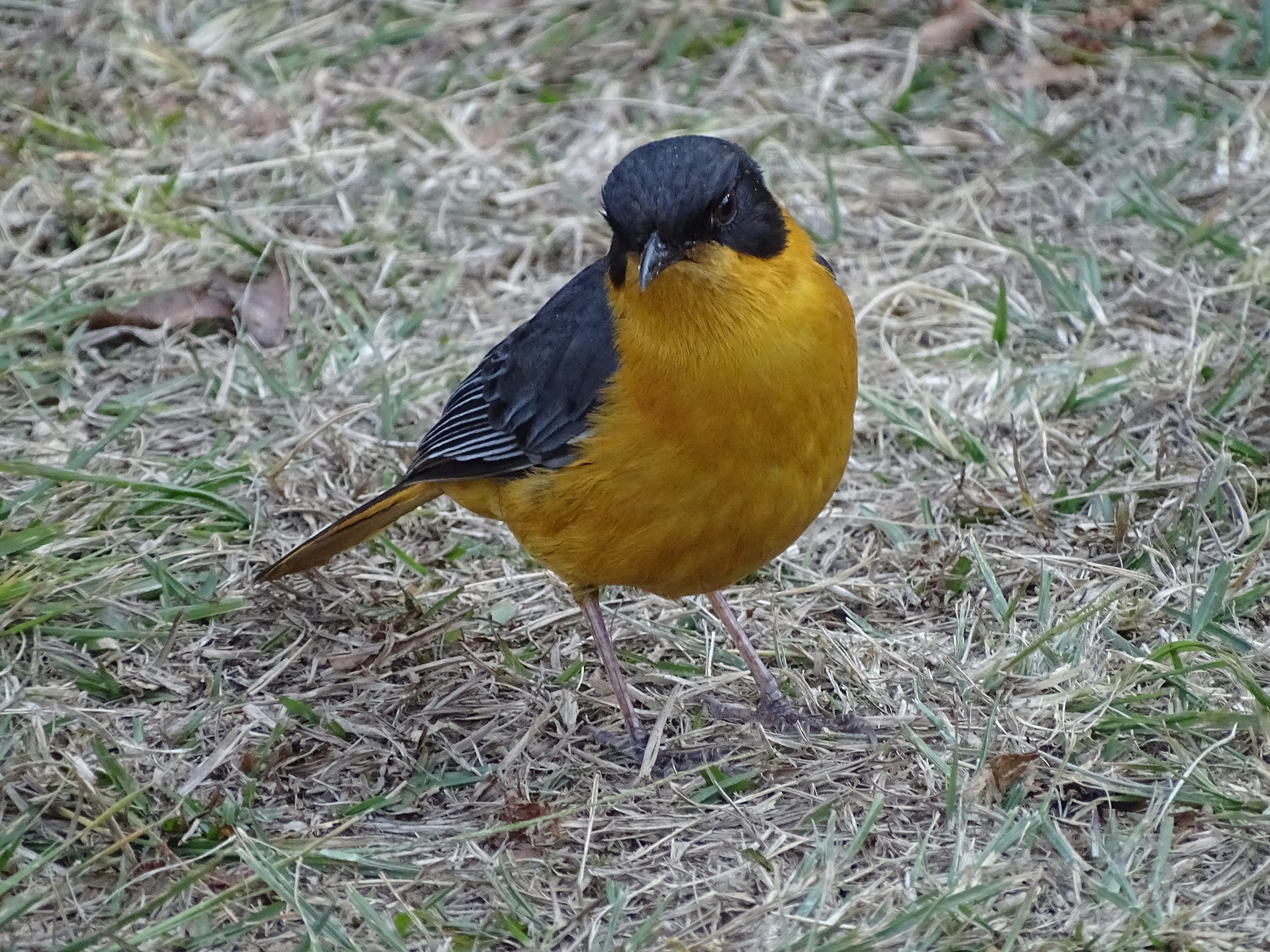 Chorister Robin-Chat (Cossypha dichroa)