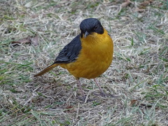 Cossypha dichroa dichroa