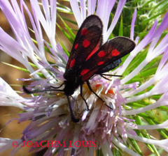 Zygaena corsica