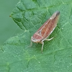 Idiodonus cruentatus