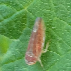 Idiodonus cruentatus