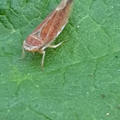 Idiodonus cruentatus