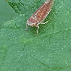 Idiodonus cruentatus